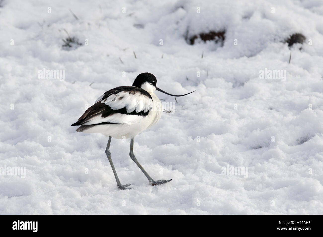 Black And White Wading Bird It Has A Long High Resolution Stock Photography And Images Alamy