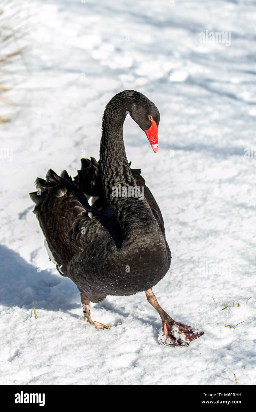 Akkumulerede menneskelige ressourcer faktor Black Swan in the snow at Tarleton, Lancashire, UK Weather. 27th February, 2018. Wildlife and waterfowl hunt for food in cold, frosty & snowy  conditions. he black swan (Cygnus atratus) is a large