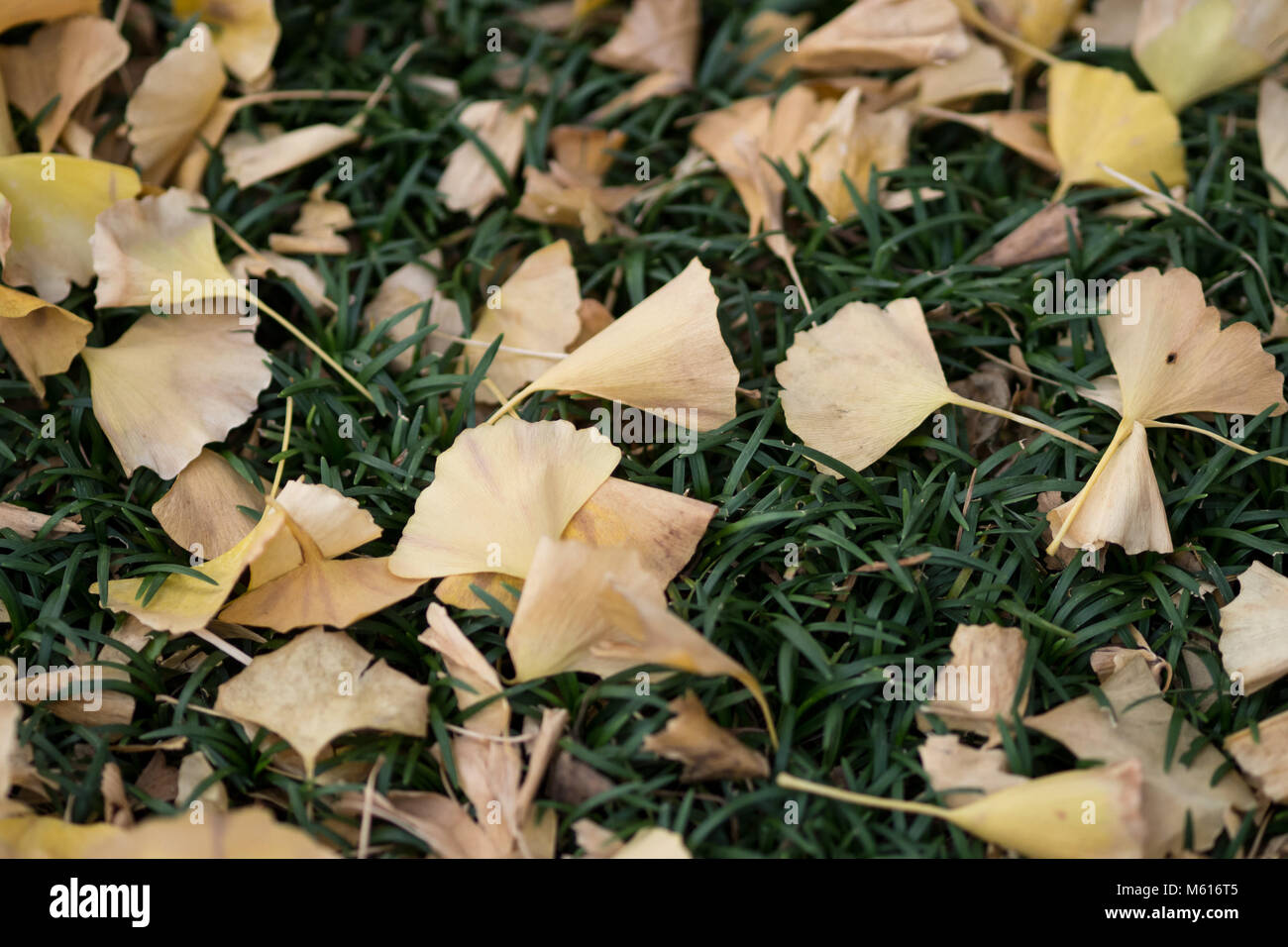 Close up of yellow leaves on the ground that has fallen from the trees ...