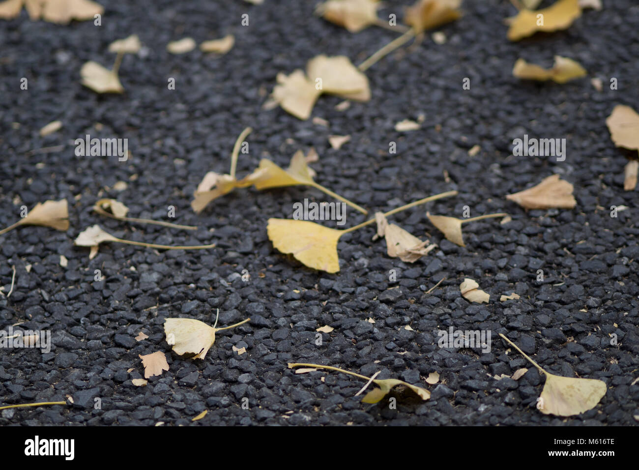 Close up of yellow leaves on the ground that has fallen from the trees ...
