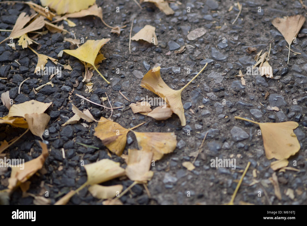 Close up of yellow leaves on the ground that has fallen from the trees ...