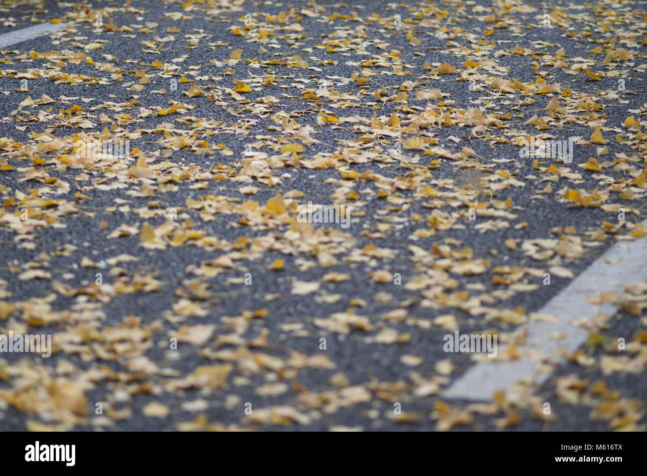 Close up of yellow leaves on the ground that has fallen from the trees ...