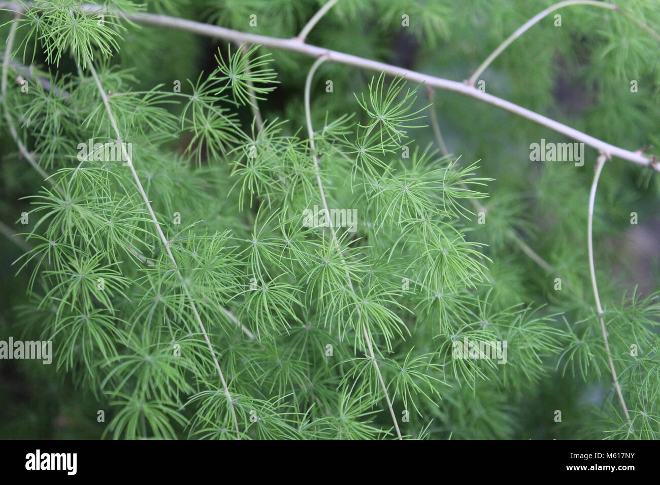 Some nice green plant Stock Photo