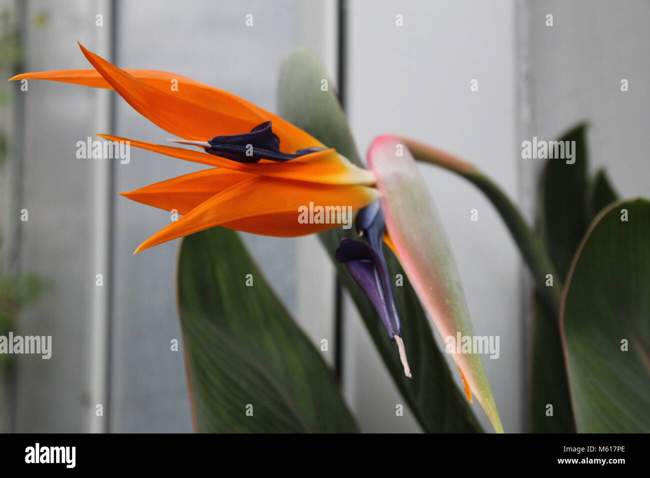 Strelitzia reginae Stock Photo