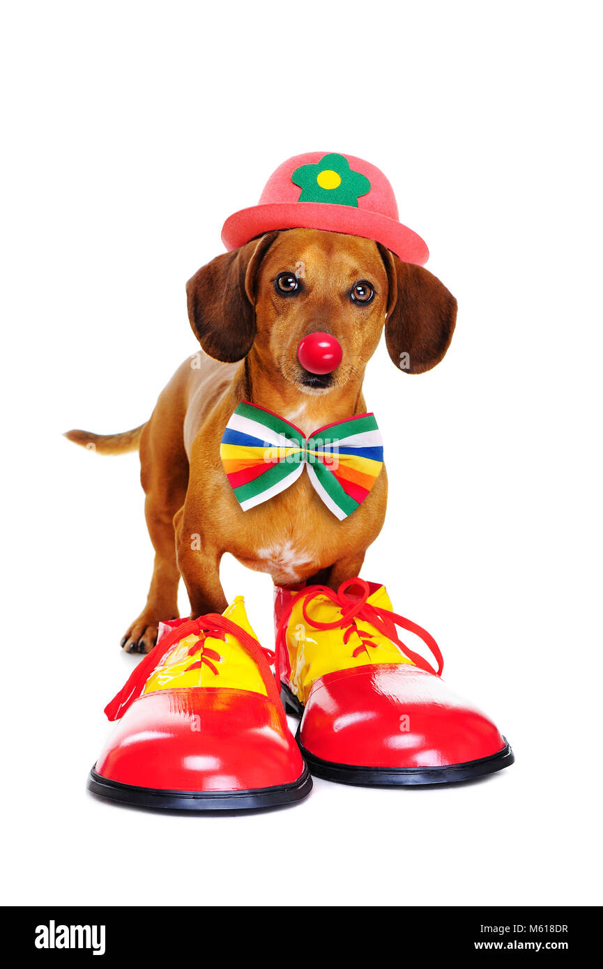 dog dressed as it clown