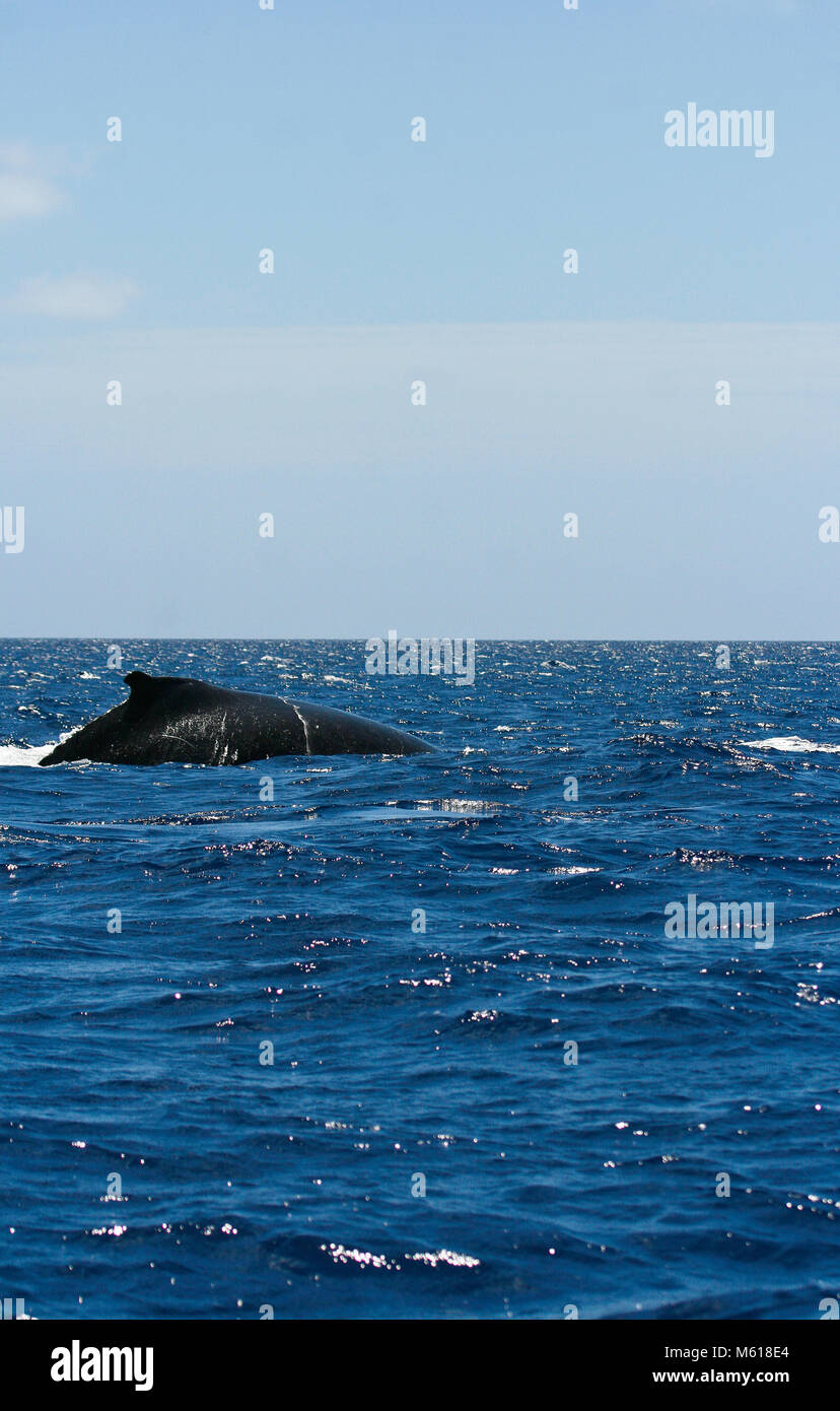 Humback whale, Megaptera novaeangliae. Pangai island. Ha'apai islands. Tonga. Polynesia Stock Photo