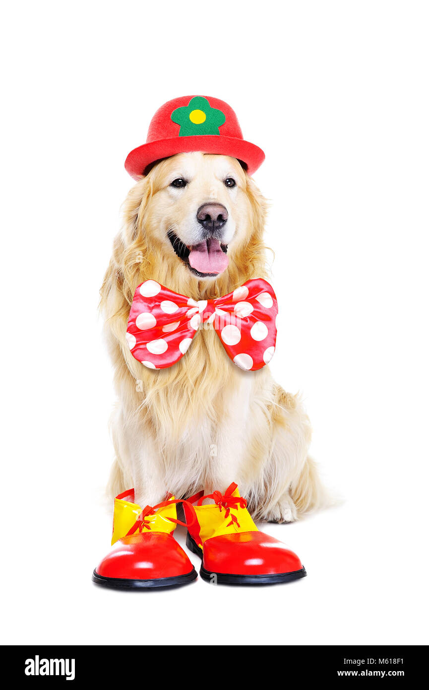 dog dressed as it clown