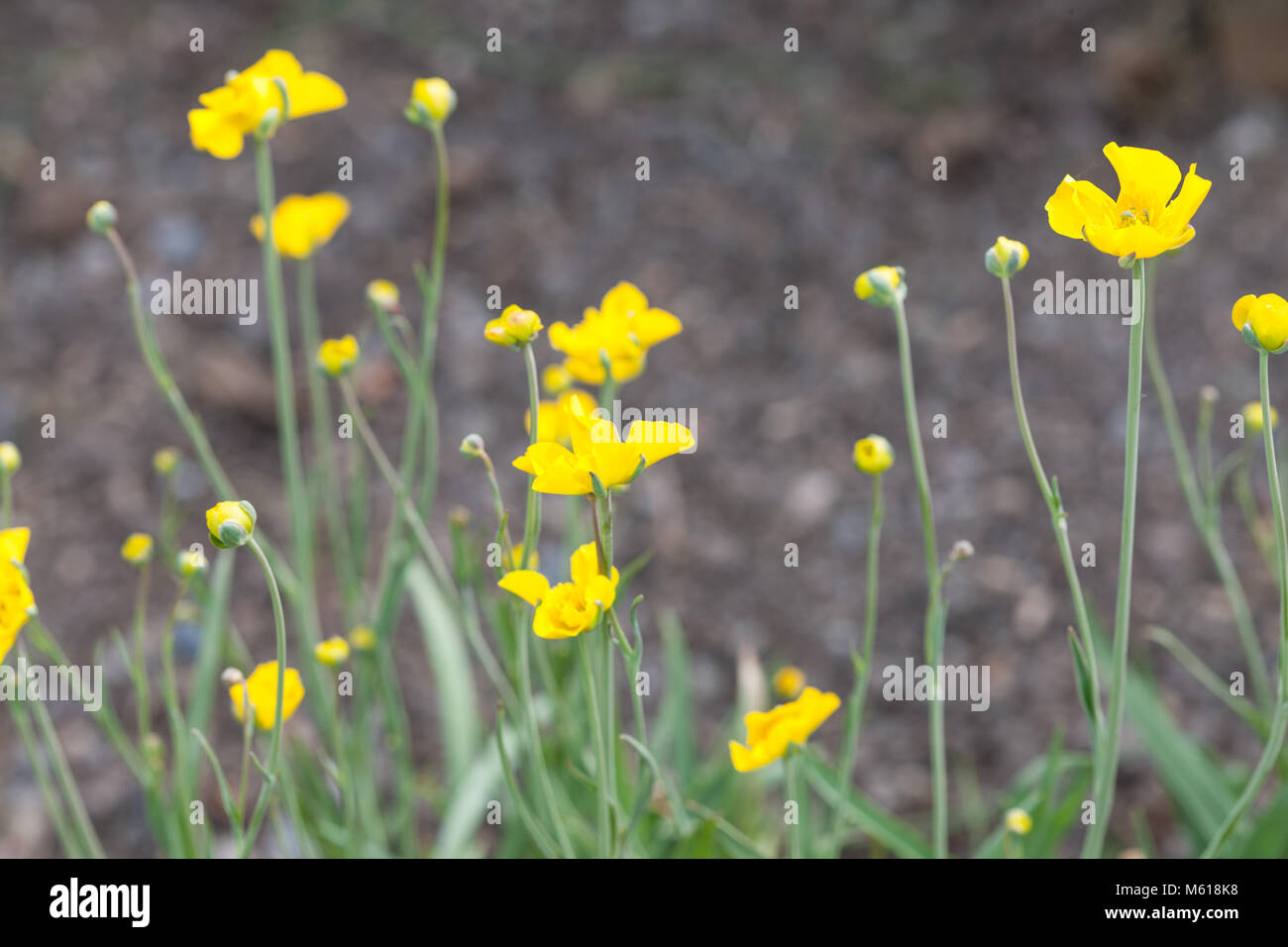 Grassy-leaved Buttercup, Gräsranunkel (Ranunculus gramineus var phoeniceus) Stock Photo