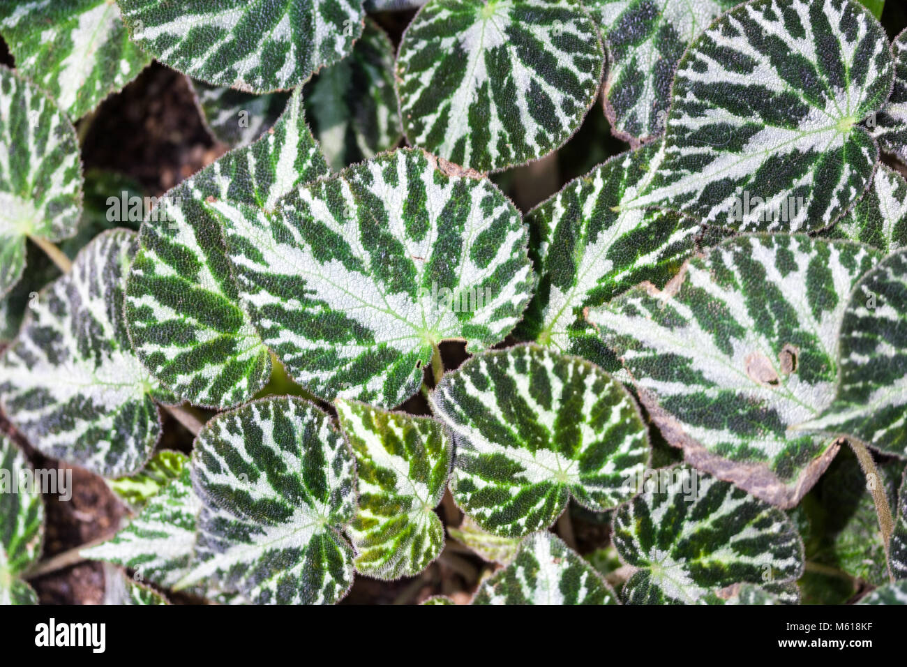 'Silver Jewel' Rhizomatous Begonia, Kejsarbegonia (Begonia imperialis x