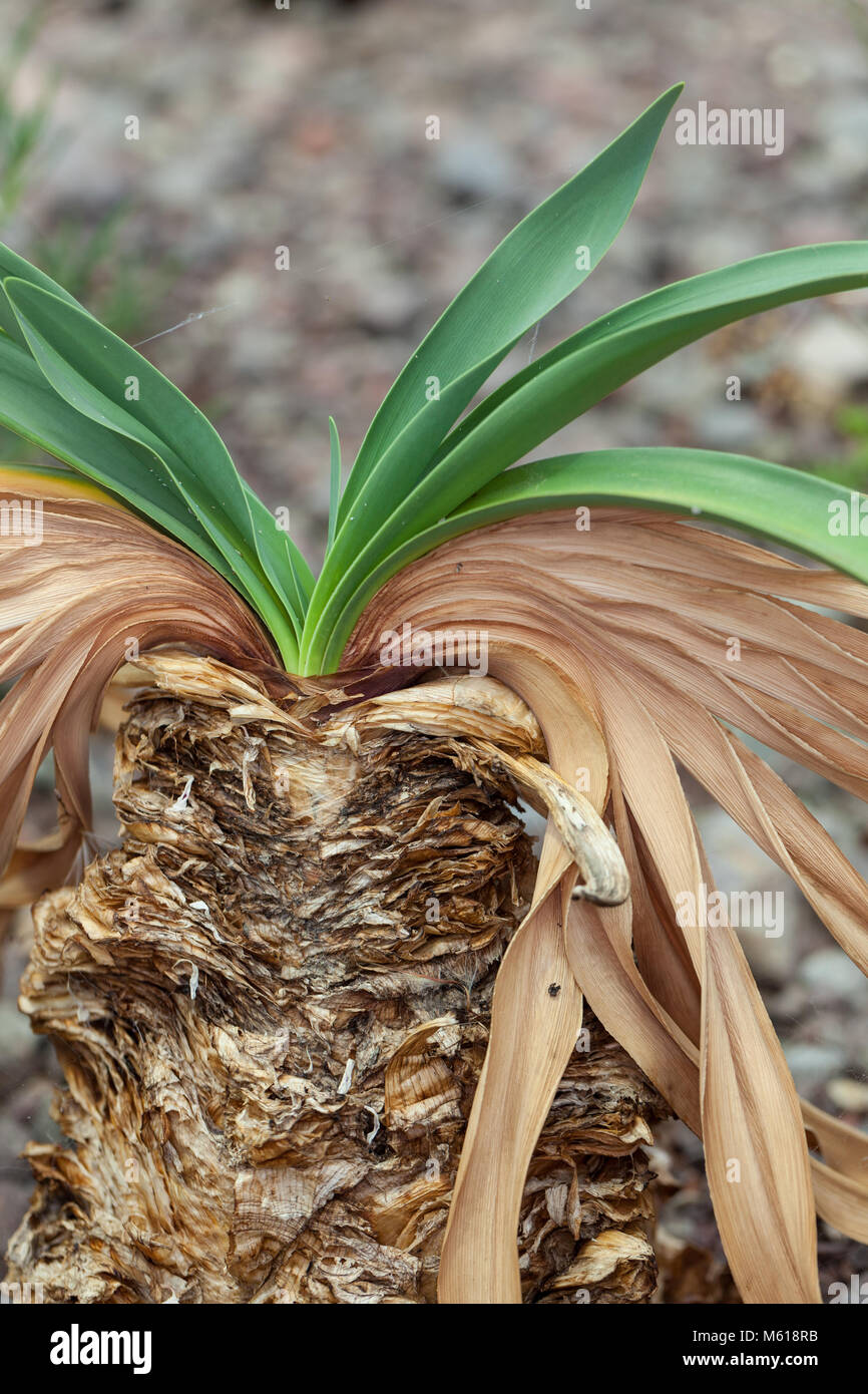 Century plant, Haemanthus toxicarius  (Boophone disticha) Stock Photo