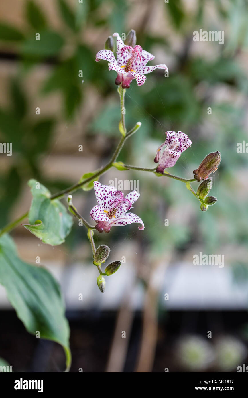 'Purple Beauty' Japanese orchid lily, Hårig skugglilja (Tricyrtis hirta) Stock Photo