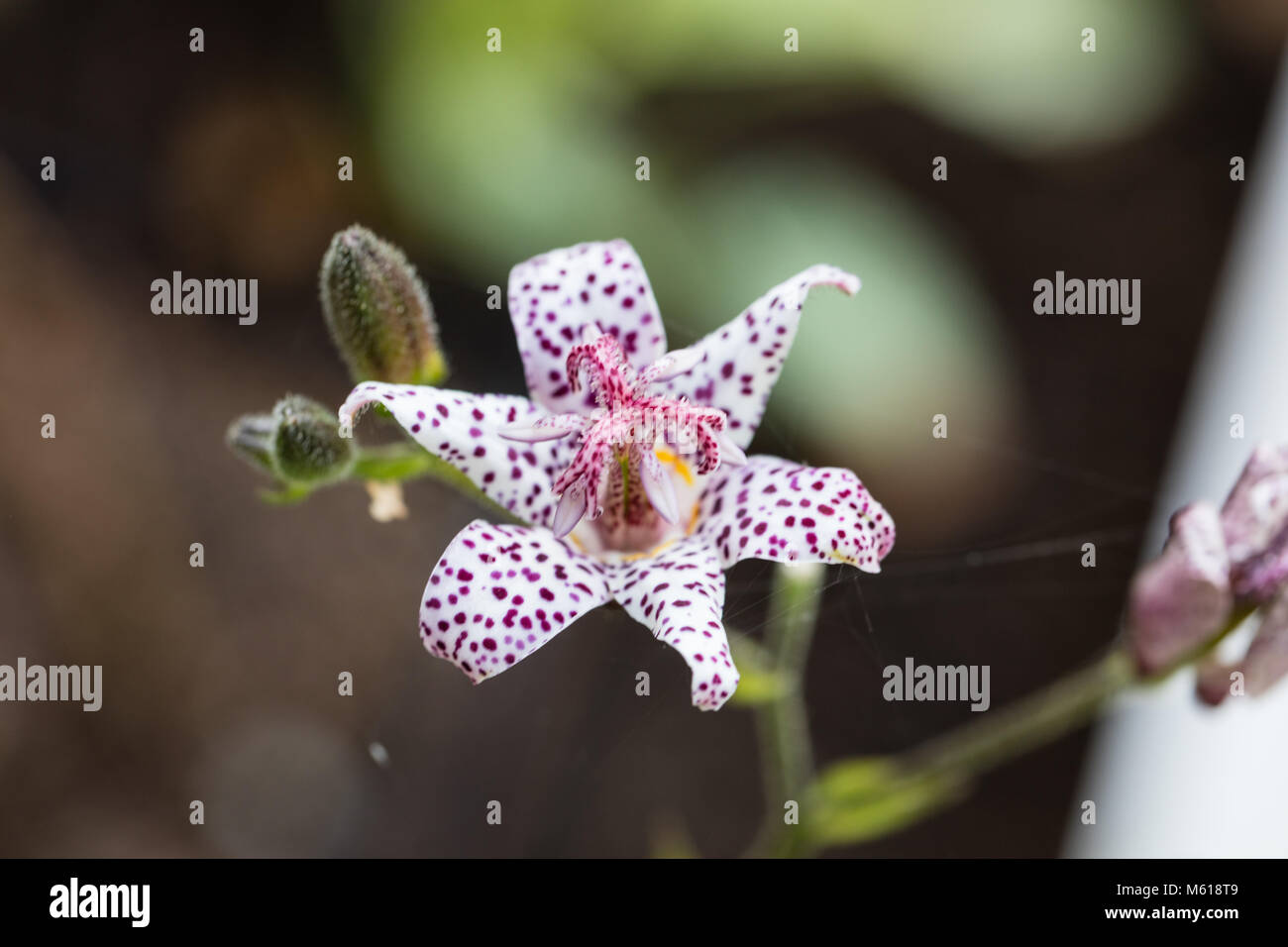 'Purple Beauty' Japanese orchid lily, Hårig skugglilja (Tricyrtis hirta) Stock Photo