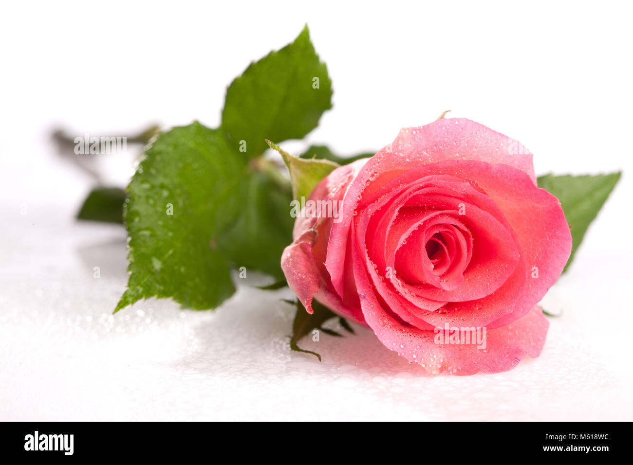 Single pink rose on light background Stock Photo