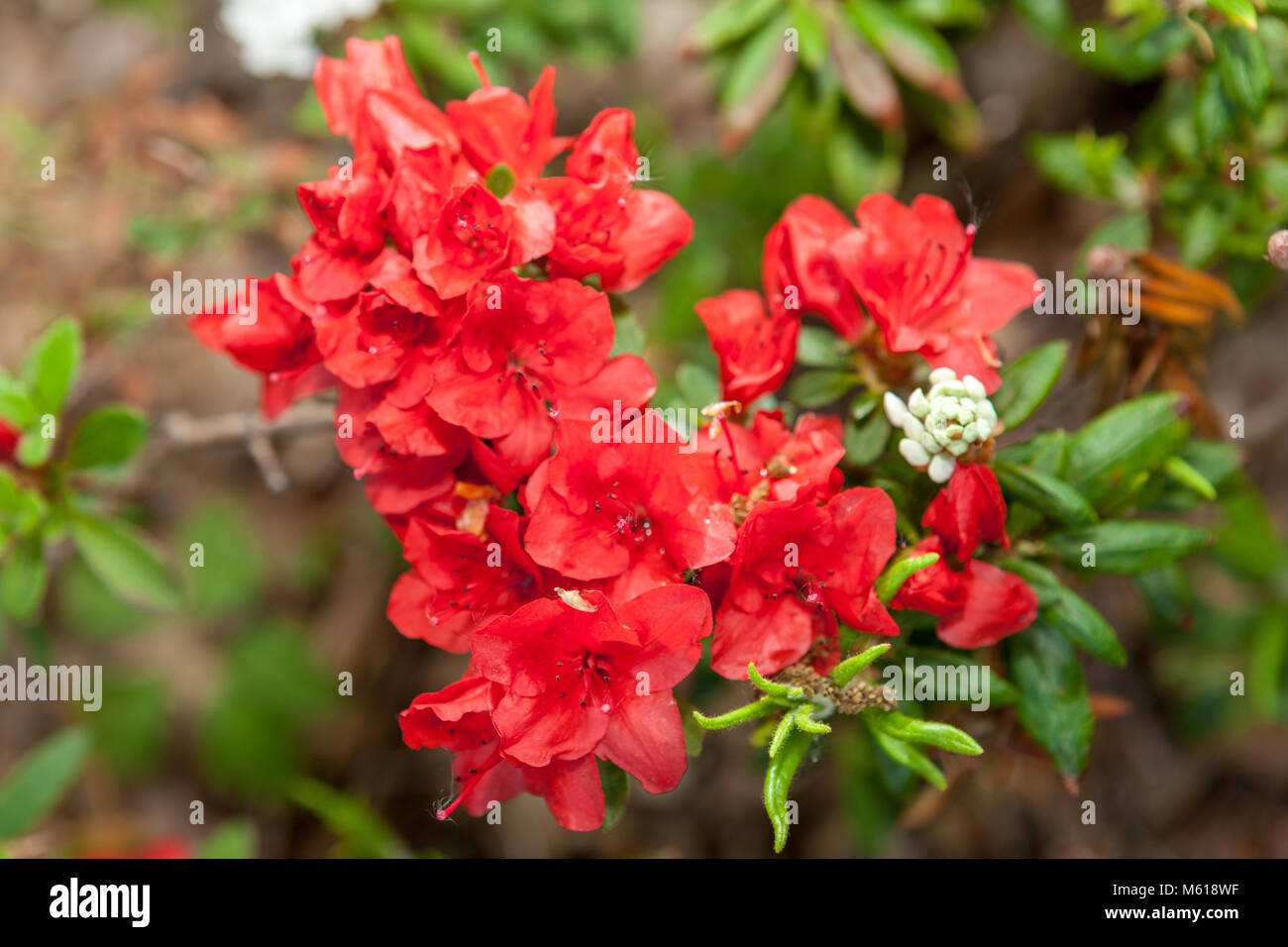Fridoline' Kyushu rhododendron, Kiusianum Hybrid (Rhododendron kuisianum  hybrid Stock Photo - Alamy