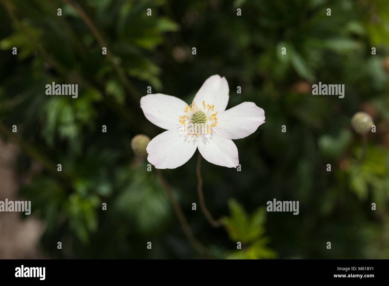 Tall Thimbleweed, Virginiasippa (Anemone virginiana) Stock Photo