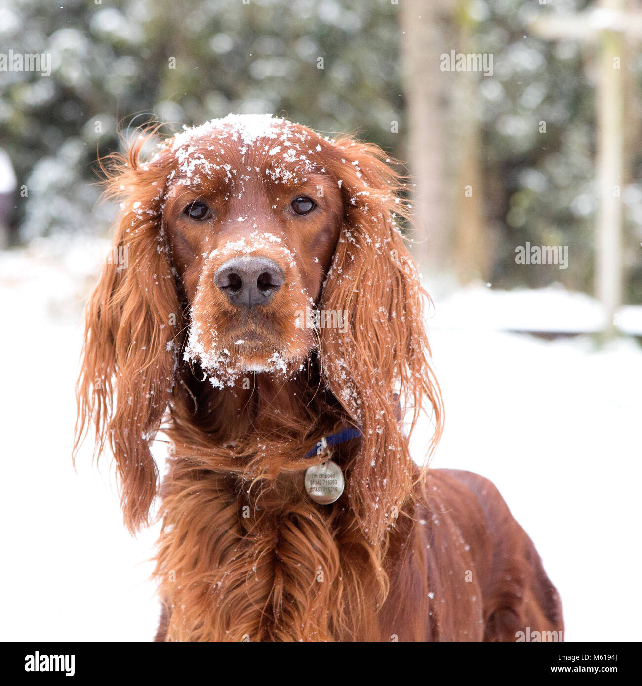 Irish Setter / Red Setter In a Snow Covered Home Garden Stock Photo