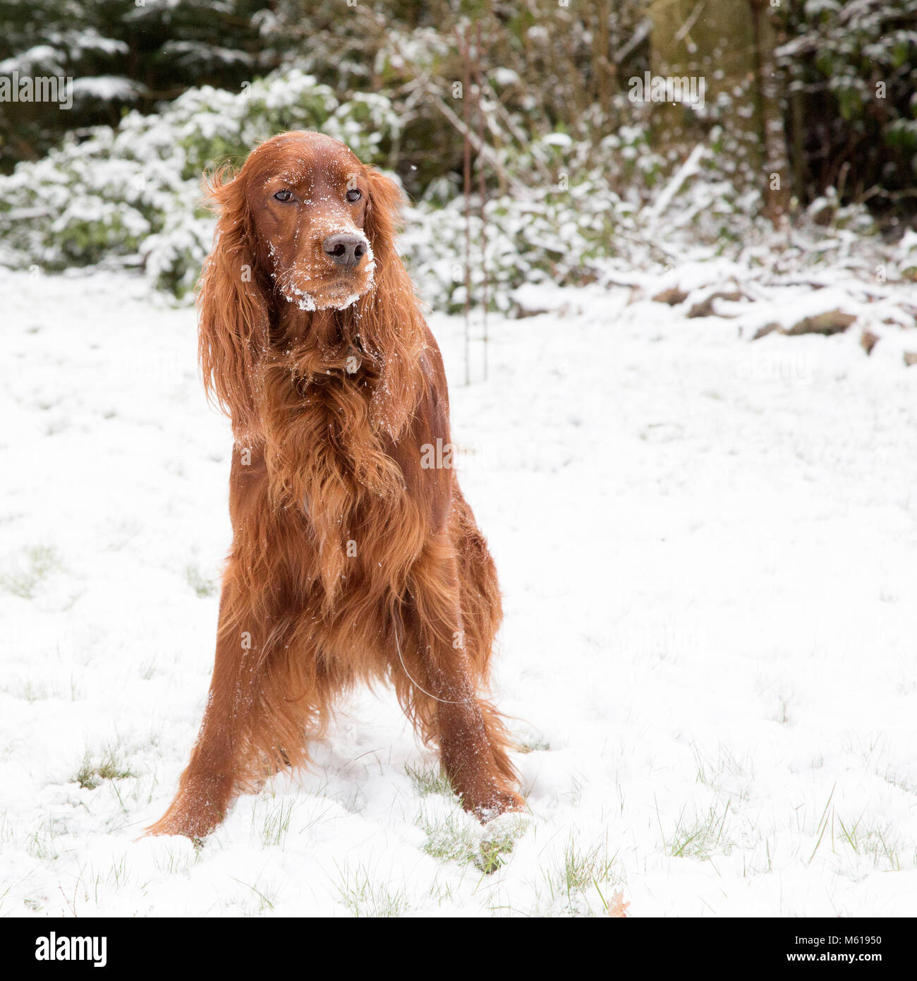 Irish Setter / Red Setter In a Snow Covered Home Garden Stock Photo
