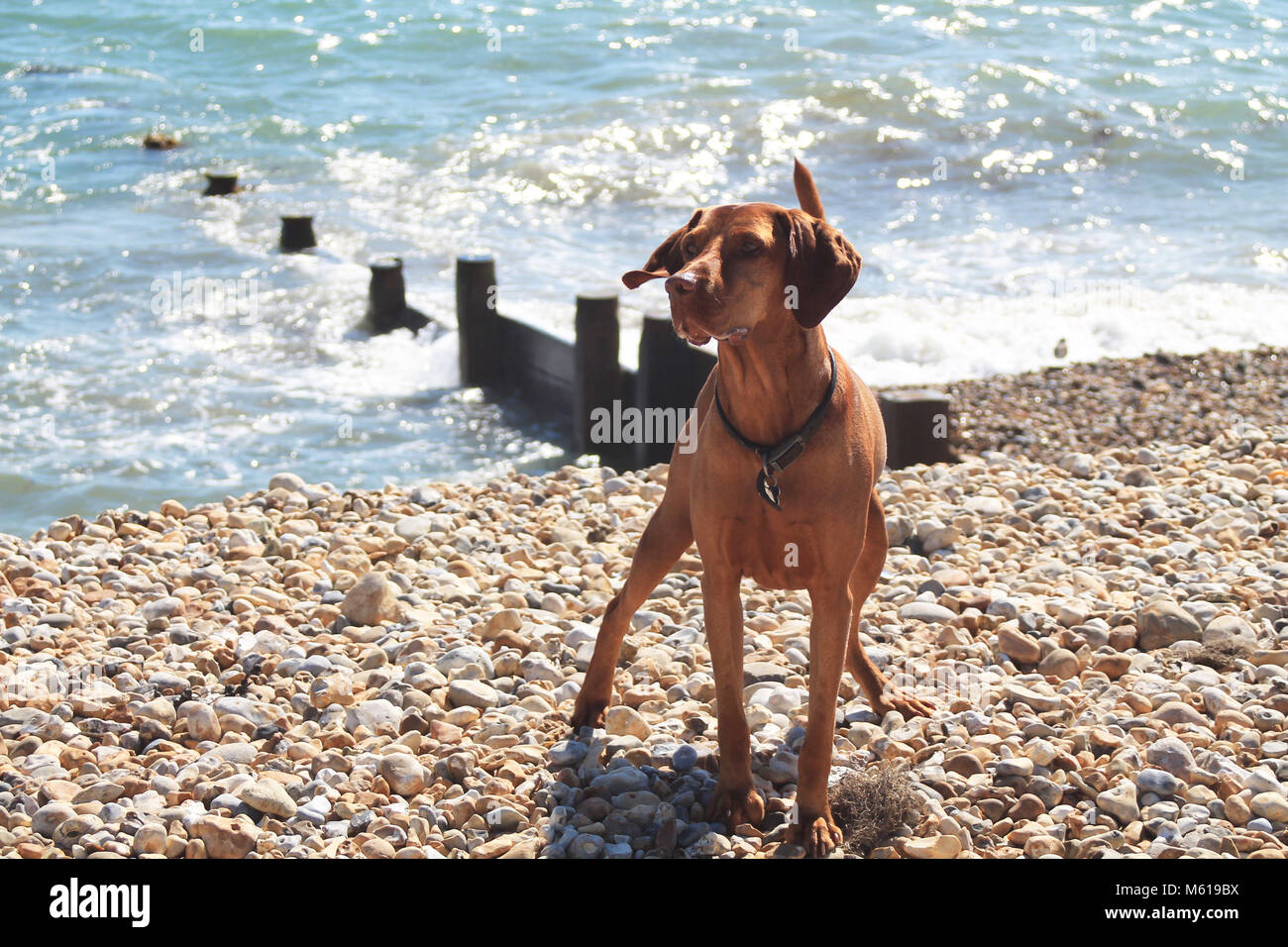 Dog on a pebbly beach Stock Photo