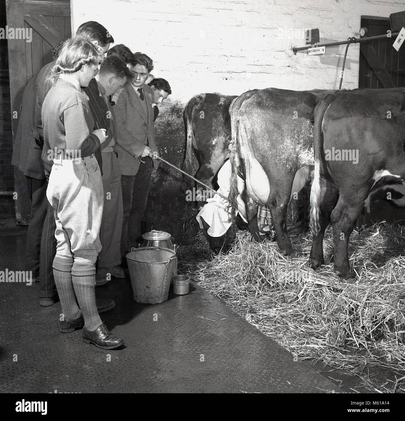 Woman dairy farm uk 1950s hires stock photography and images Alamy