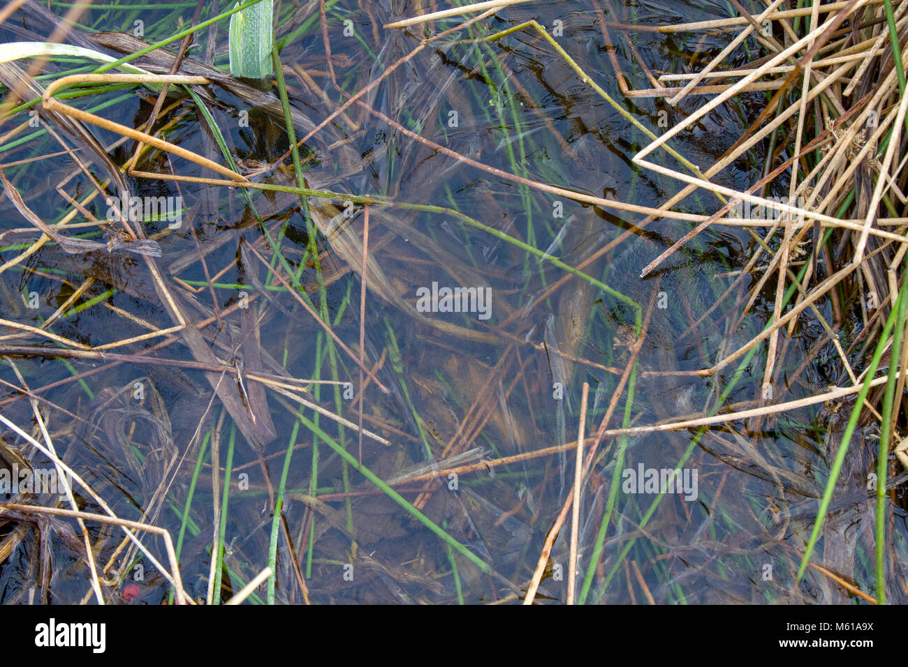 Vegetation in frozen pond Stock Photo