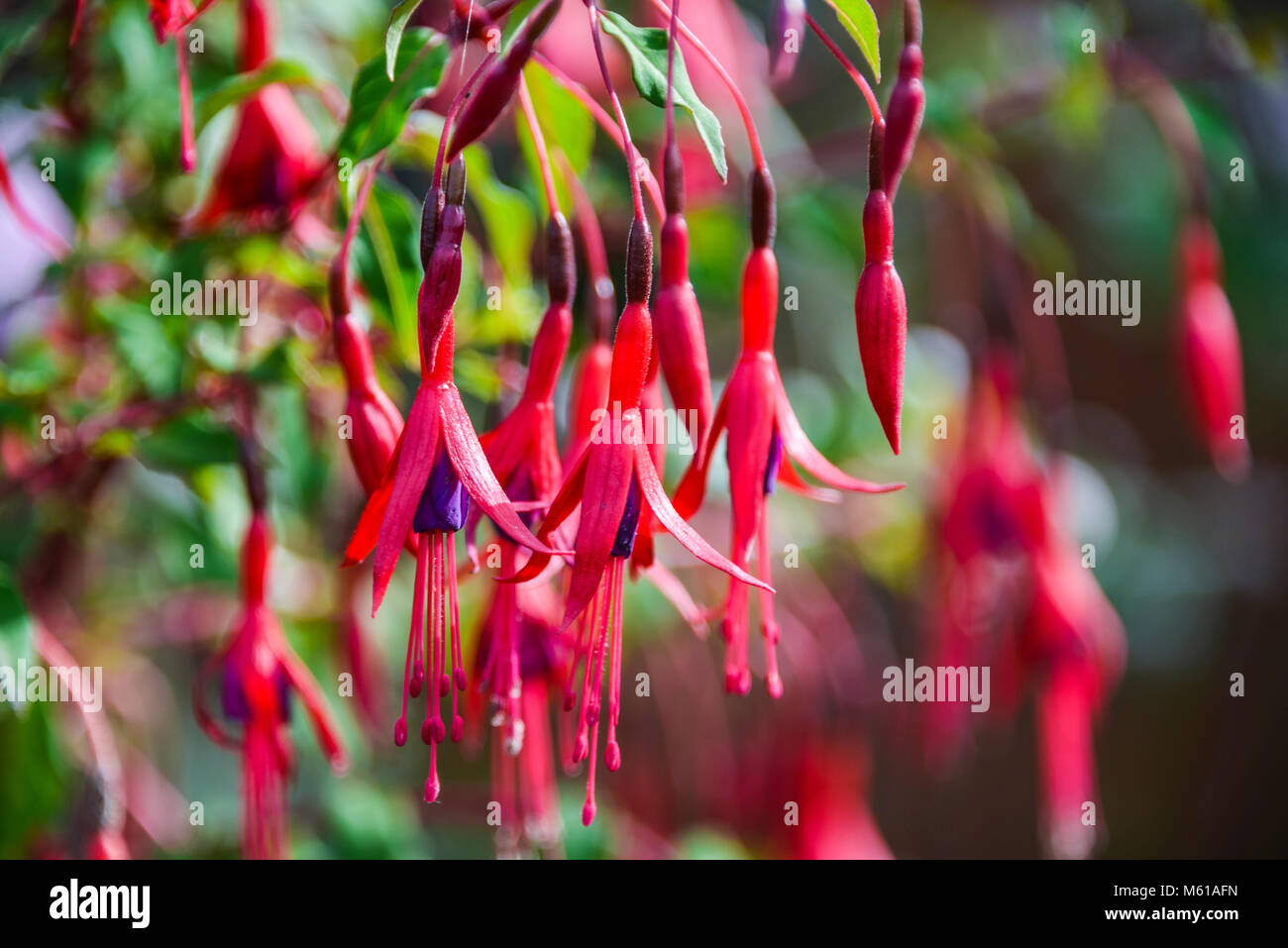 The flowers of a fuschia Stock Photo