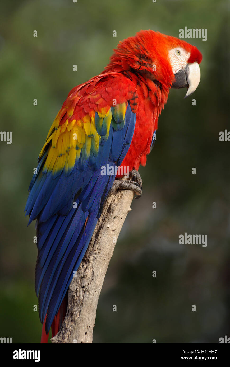 Scarlet Macaw Photos, Download The BEST Free Scarlet Macaw Stock