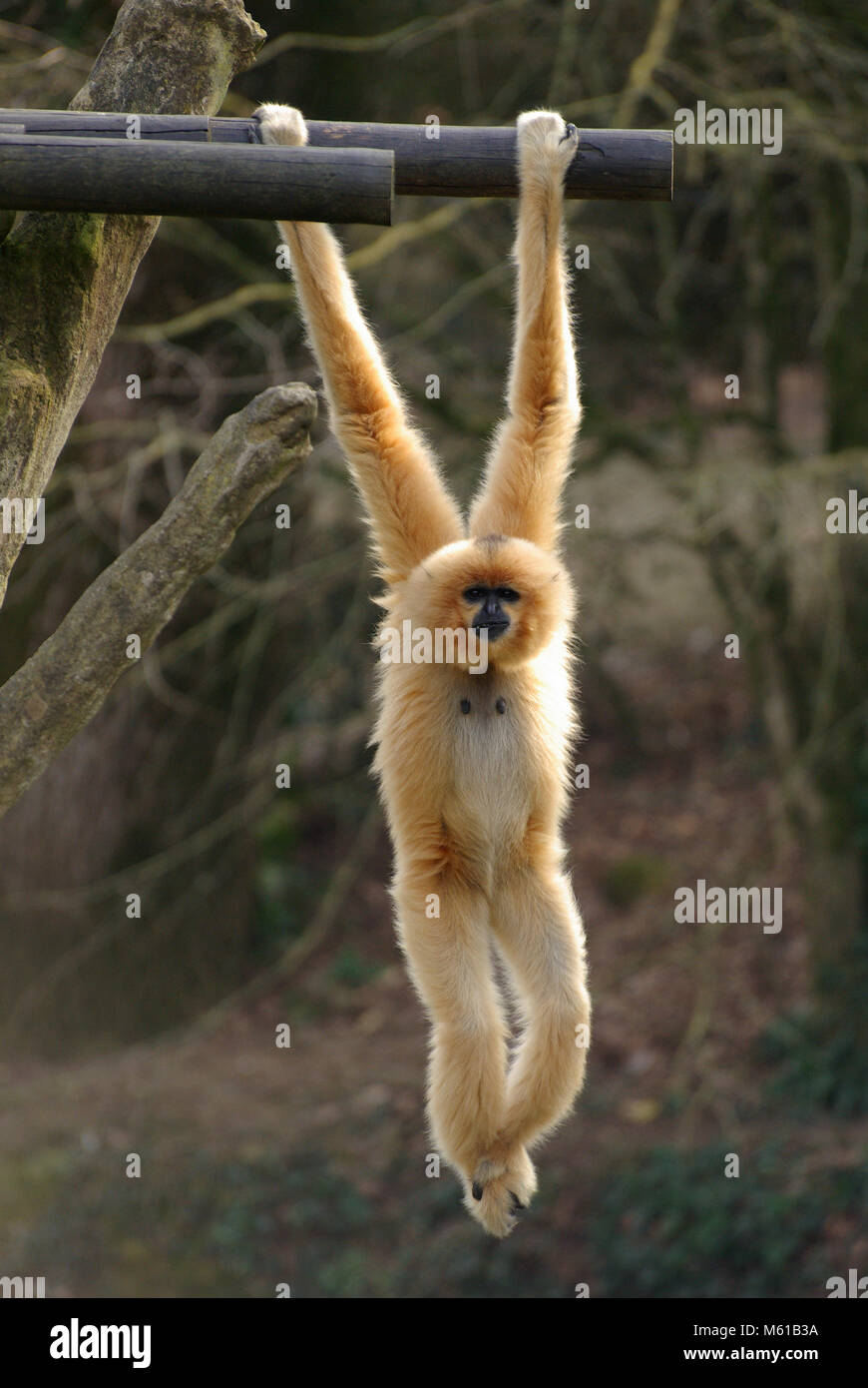 White-handed gibbon. Gibbon are animals of the air, moving with agility by swinging one branch to the next Stock Photo