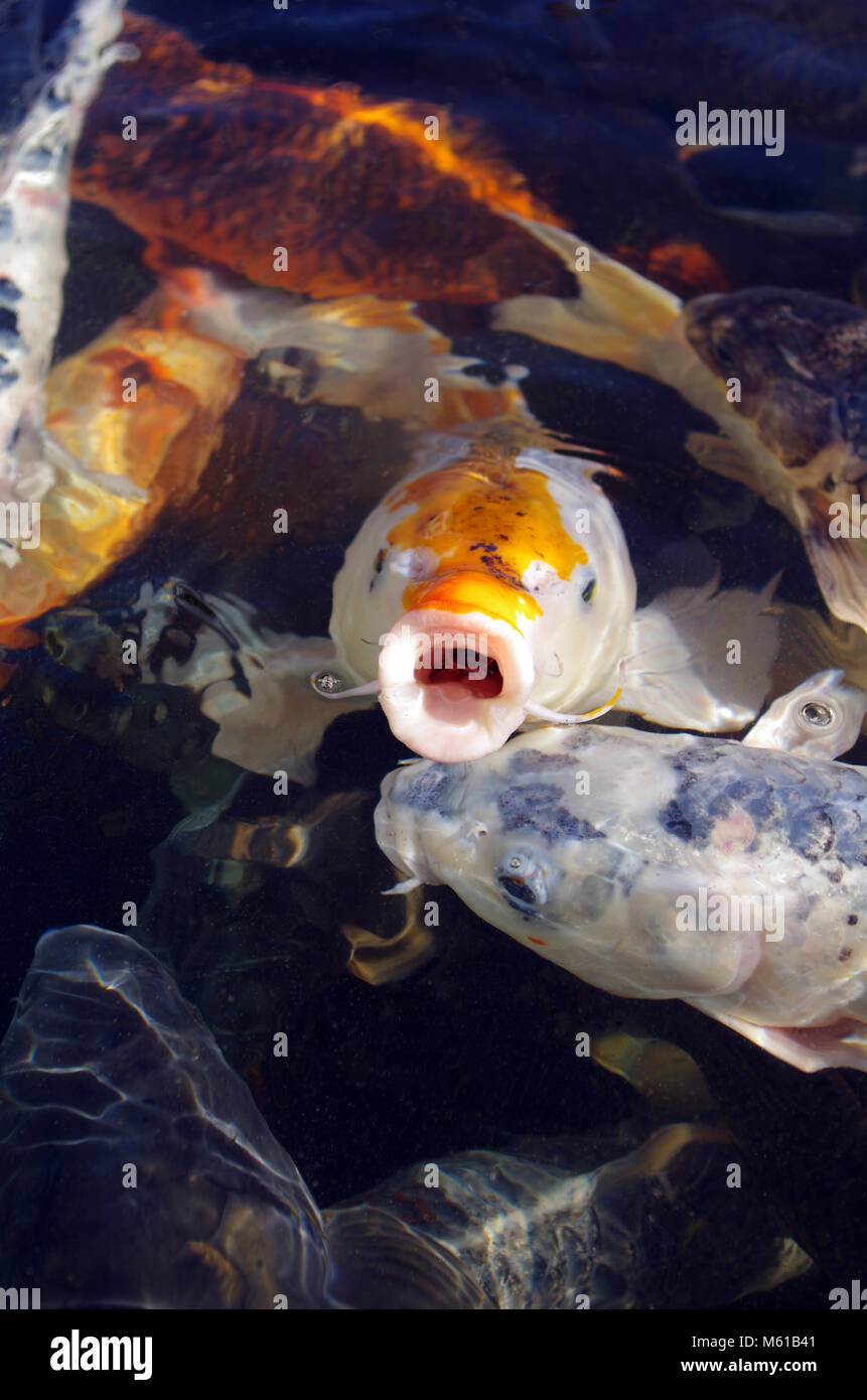 Koi fish is symbol of luck and prosperity in Japan Stock Photo Alamy