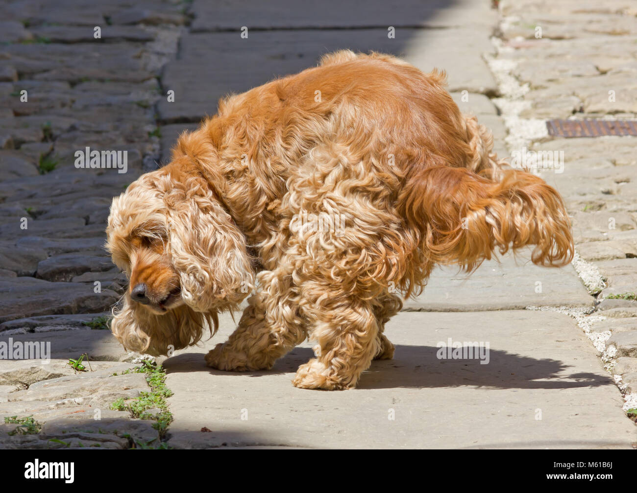 Long curly red haired cocker spaniel dog pointing a grasshopper Stock Photo - Alamy Long curly red haired cocker spaniel dog pointing a grasshopper Stock Photo - Alamy