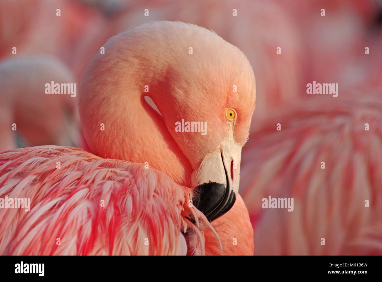 portrait of a greater flamingo. close up on pink flamingo, florida, american red flamingo. Wild bird Stock Photo