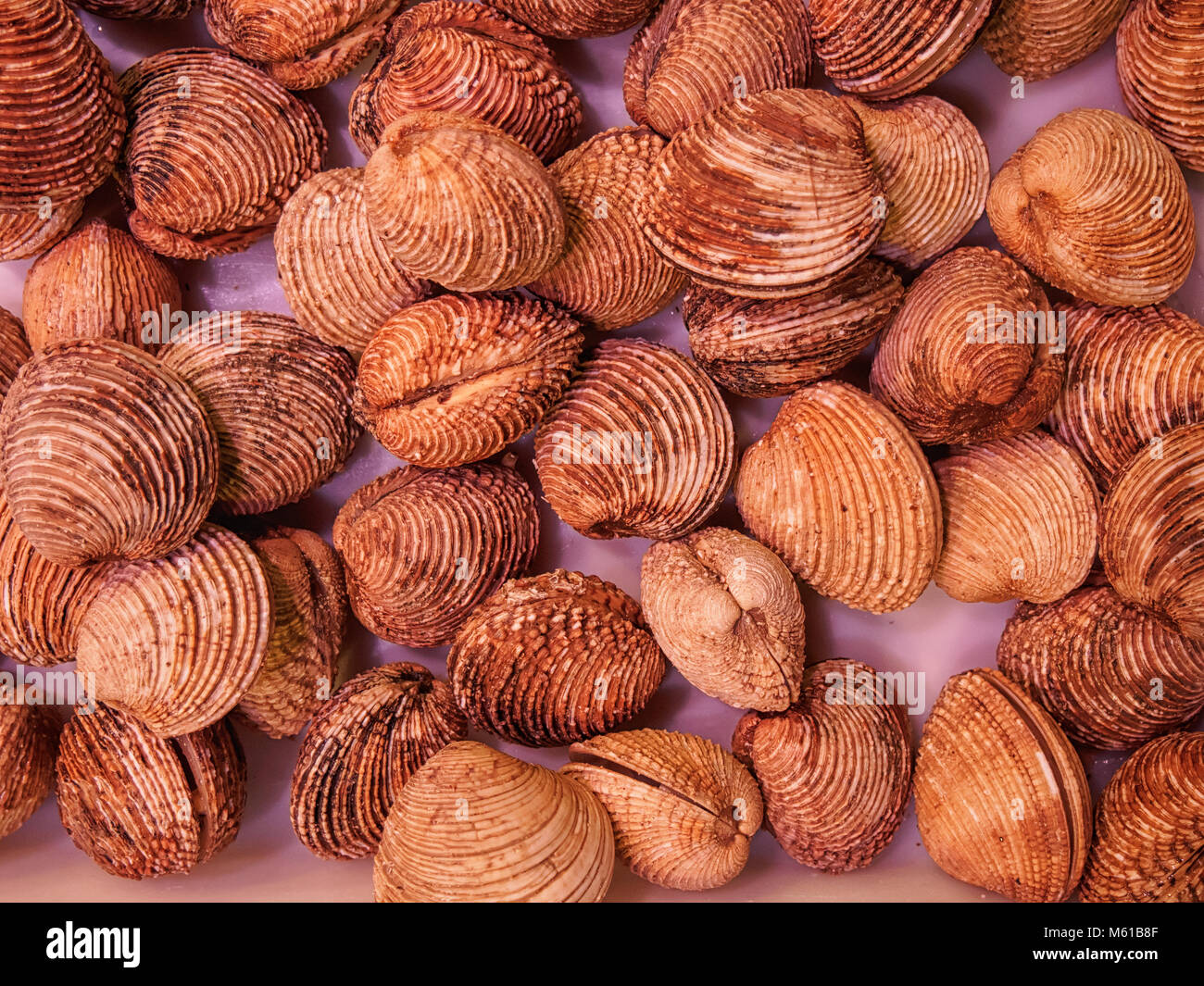 Fresh clams background Stock Photo