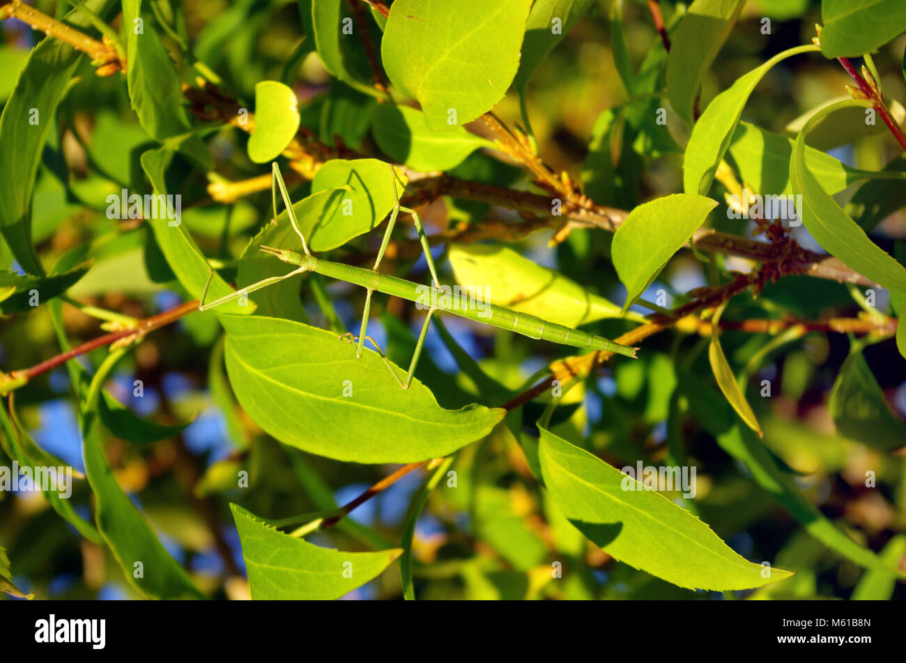 Stick insect hanging in vegetation. Stick insects are insects in the order Phasmatodea. They are camouflaged as either sticks or leaves Stock Photo