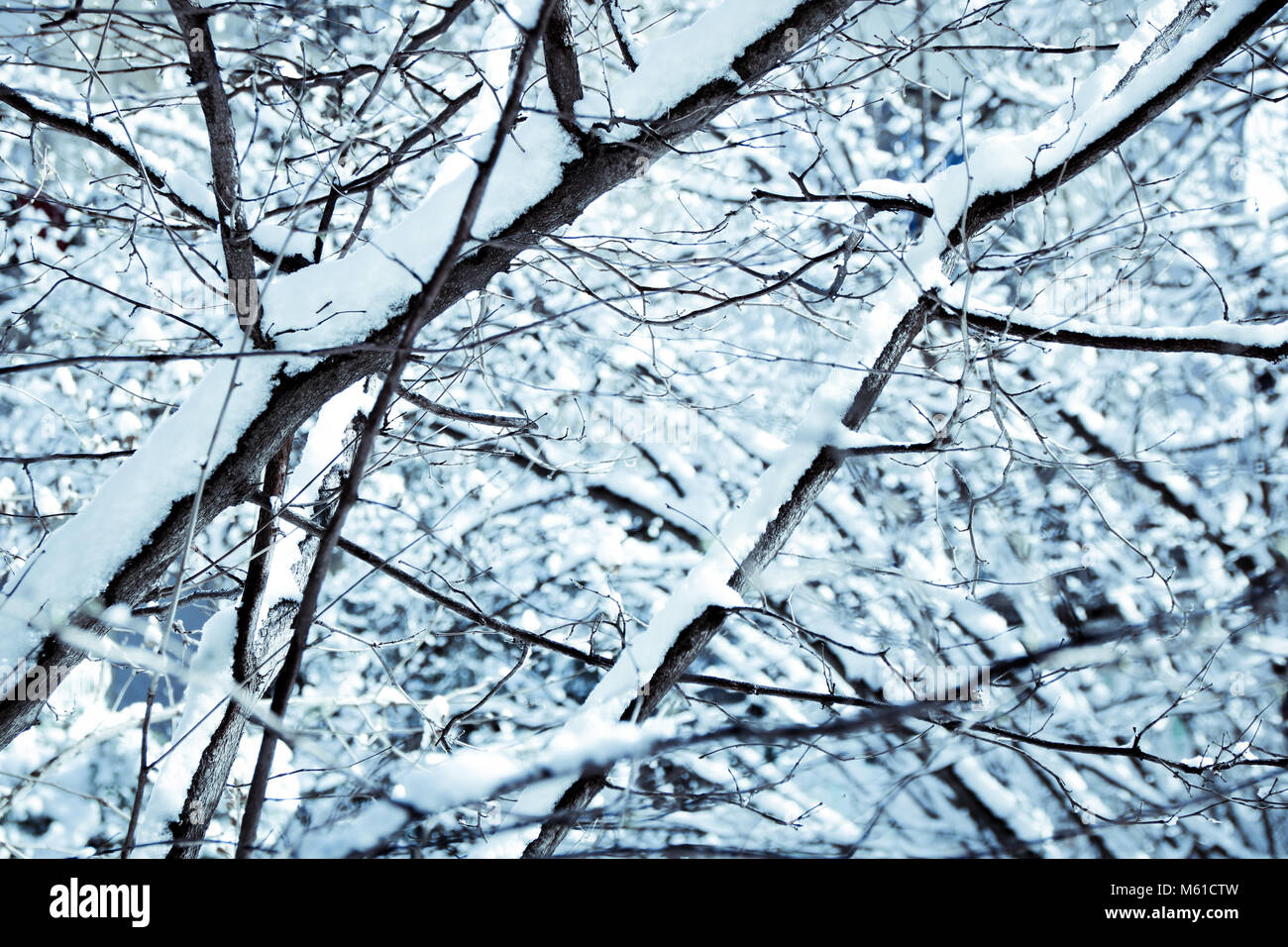 tree branches covered by snow in winter Stock Photo - Alamy