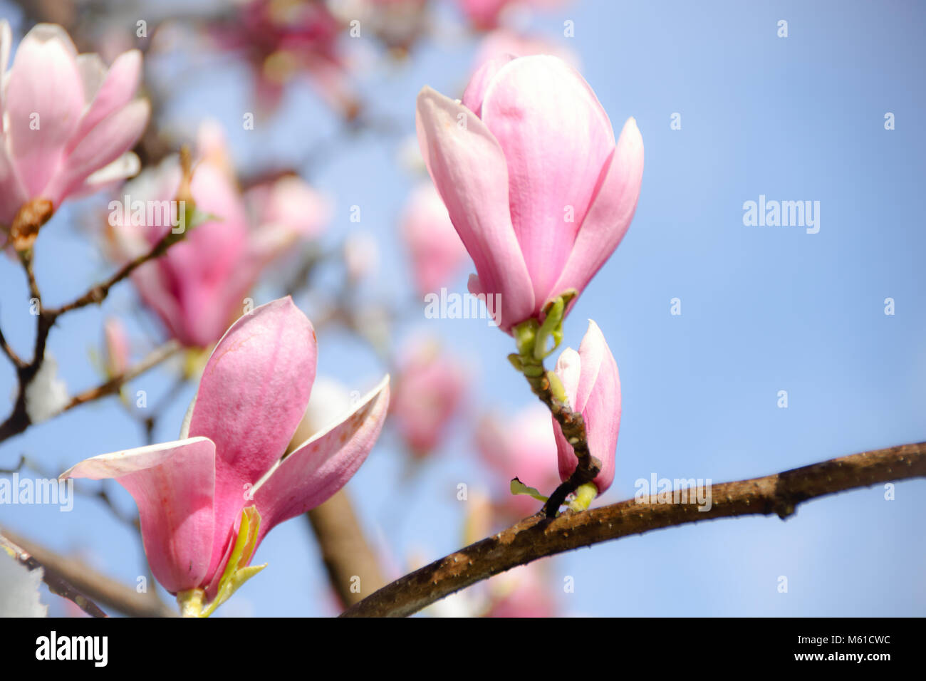 magnolia flowers covered with snow Stock Photo - Alamy