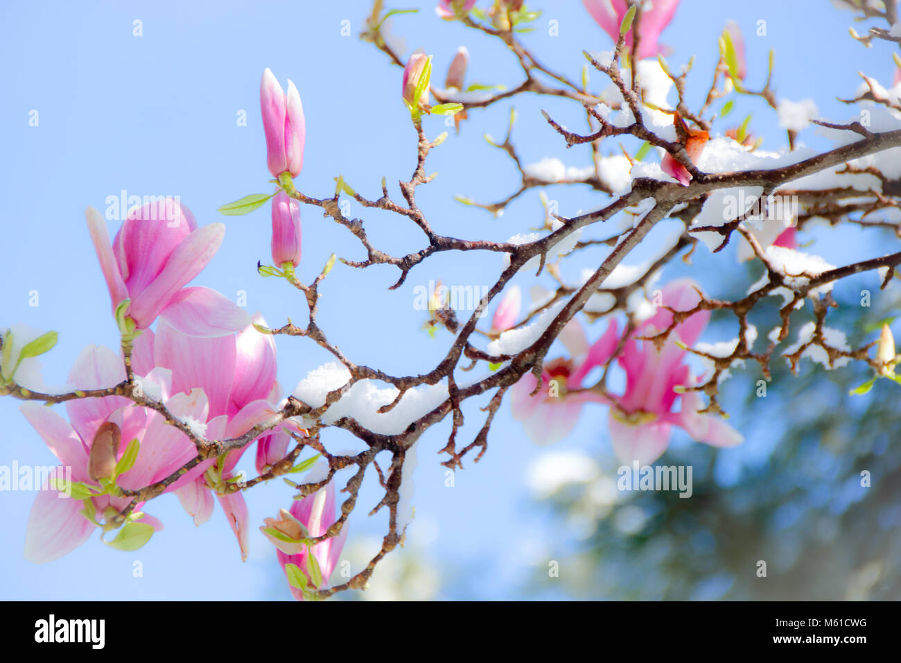 magnolia flowers covered with snow Stock Photo - Alamy