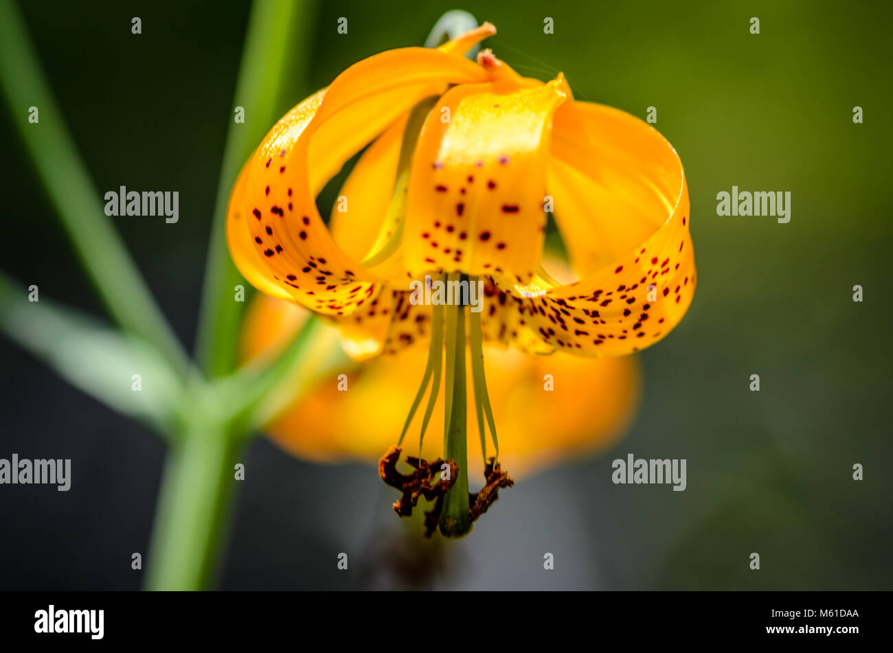 Wild Tiger Lily Stock Photo Alamy