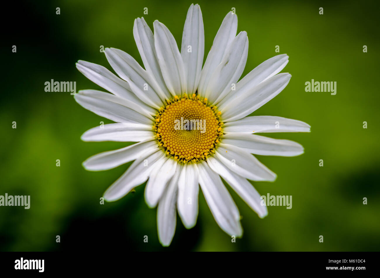 Wild Daisy Stock Photo - Alamy