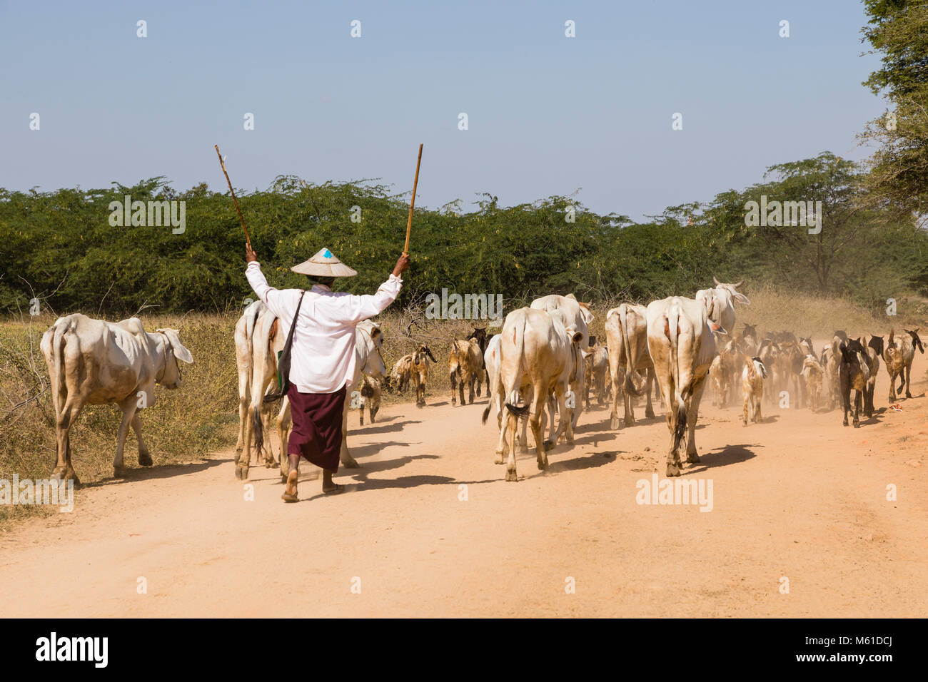Bagan, Myanmar, December 28 2017: A herd of cows is driven on a dusty country road by a peasant woman with two wooden sticks Stock Photo