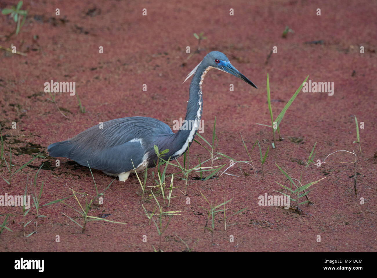 Tricolor Heron wading in the red agae looking for a mate. Stock Photo
