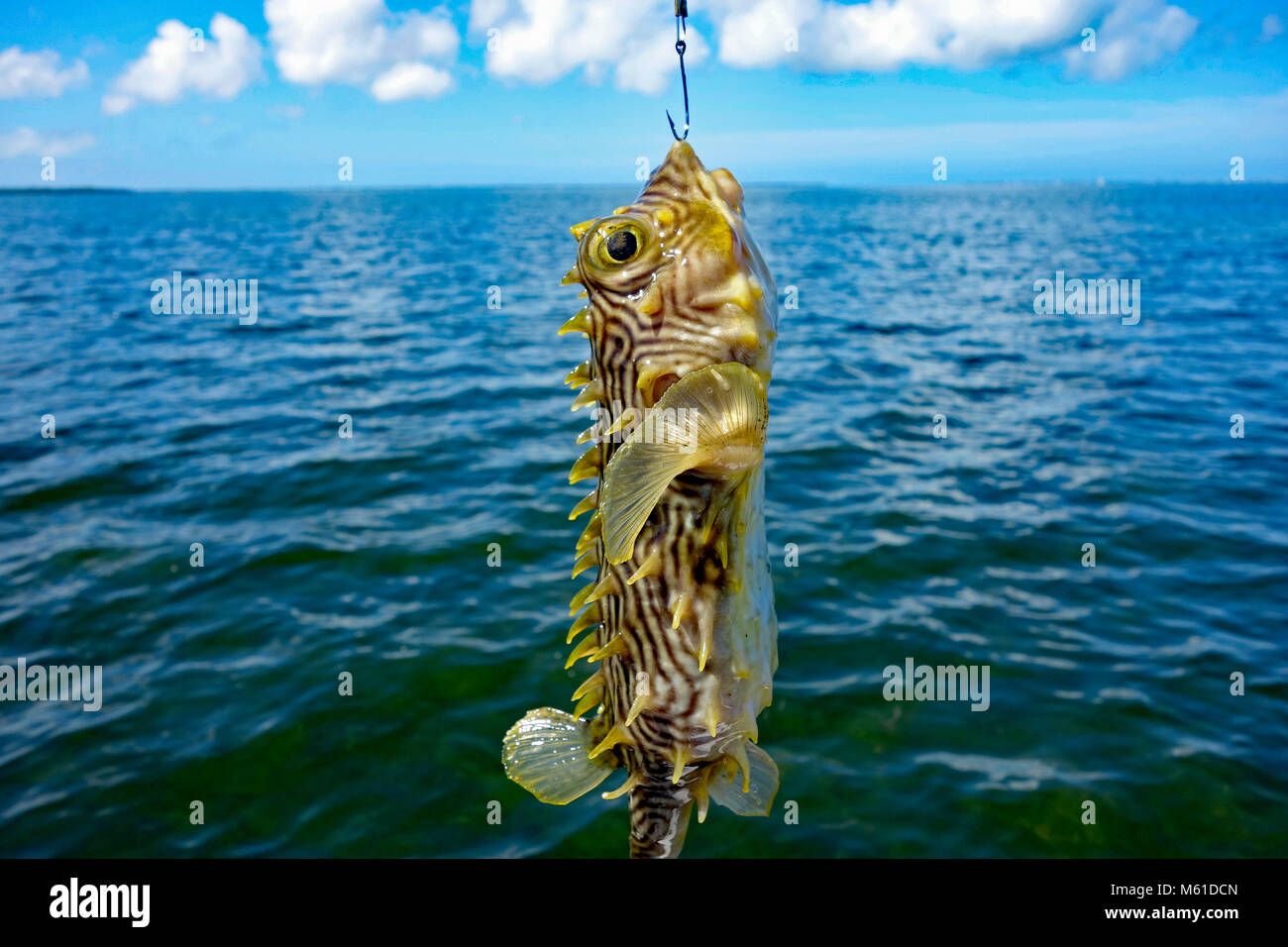 Burrfish or Puffer fish or pufferfish found in Florida, USA Stock Photo