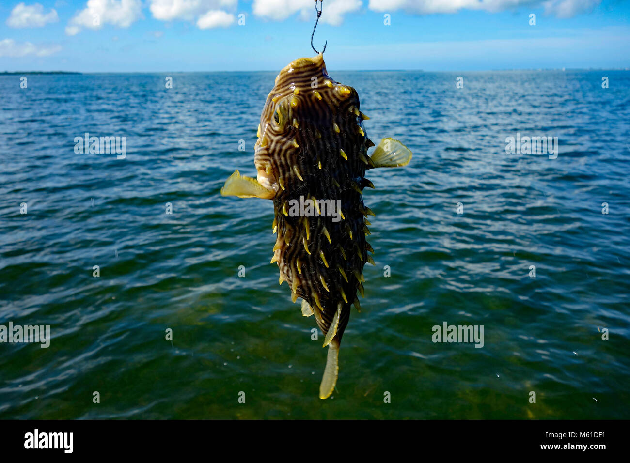 florida puffer fish