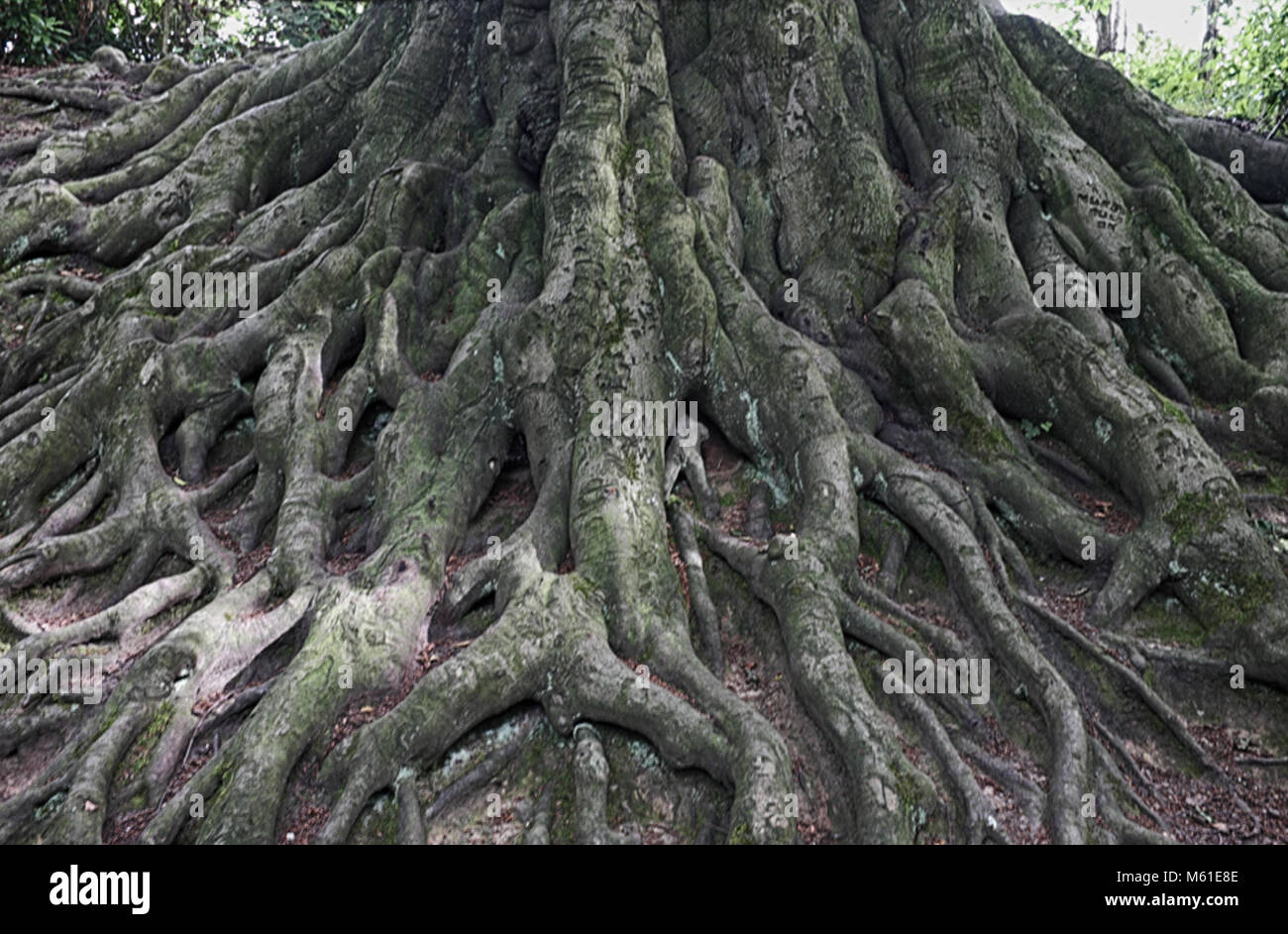 Tree Roots - Stock Image