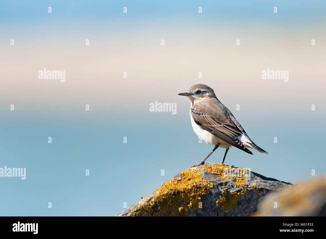 A northern wheatear standing on a rock in normandy Stock Photo
