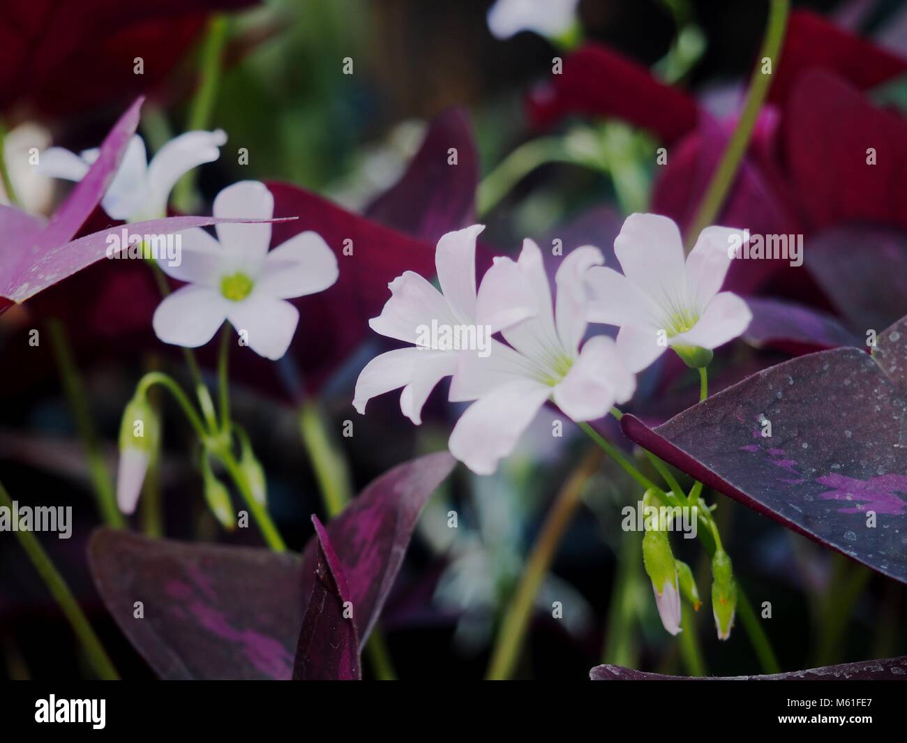 The beautiful of a starfish Stock Photo - Alamy
