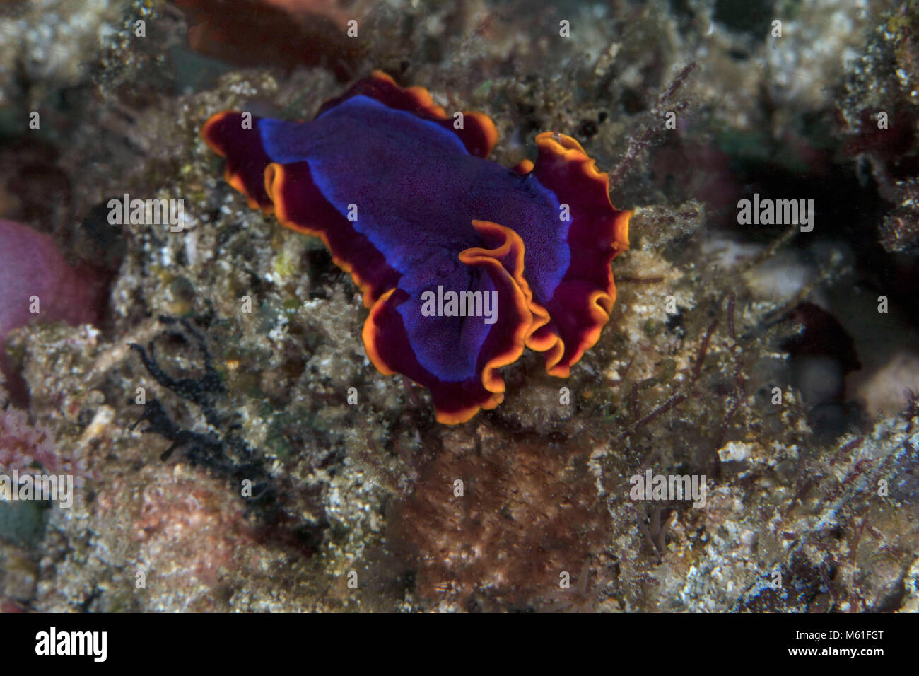 Fuchsia Flatworm (Pseudoceros ferrugineus) near Panglao Island