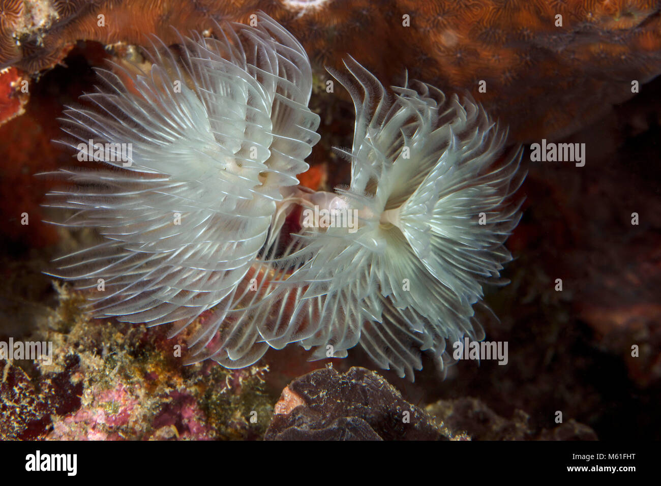 Magnificent Feather Duster Worm (Protula magnifica) near Panglao Island