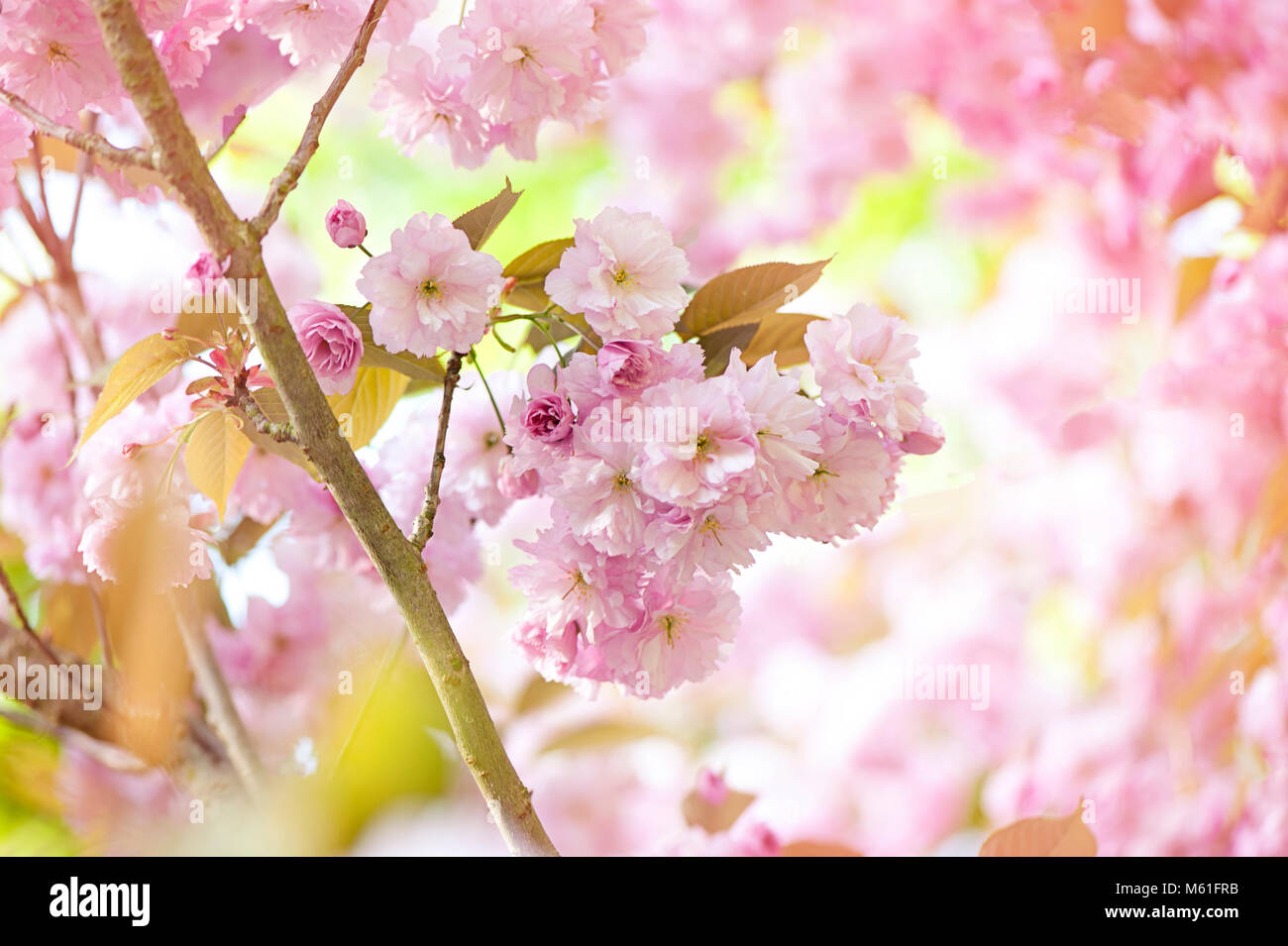 Japanese flowering Cherry tree 'Prunus Accolade' fluffy pink blossom