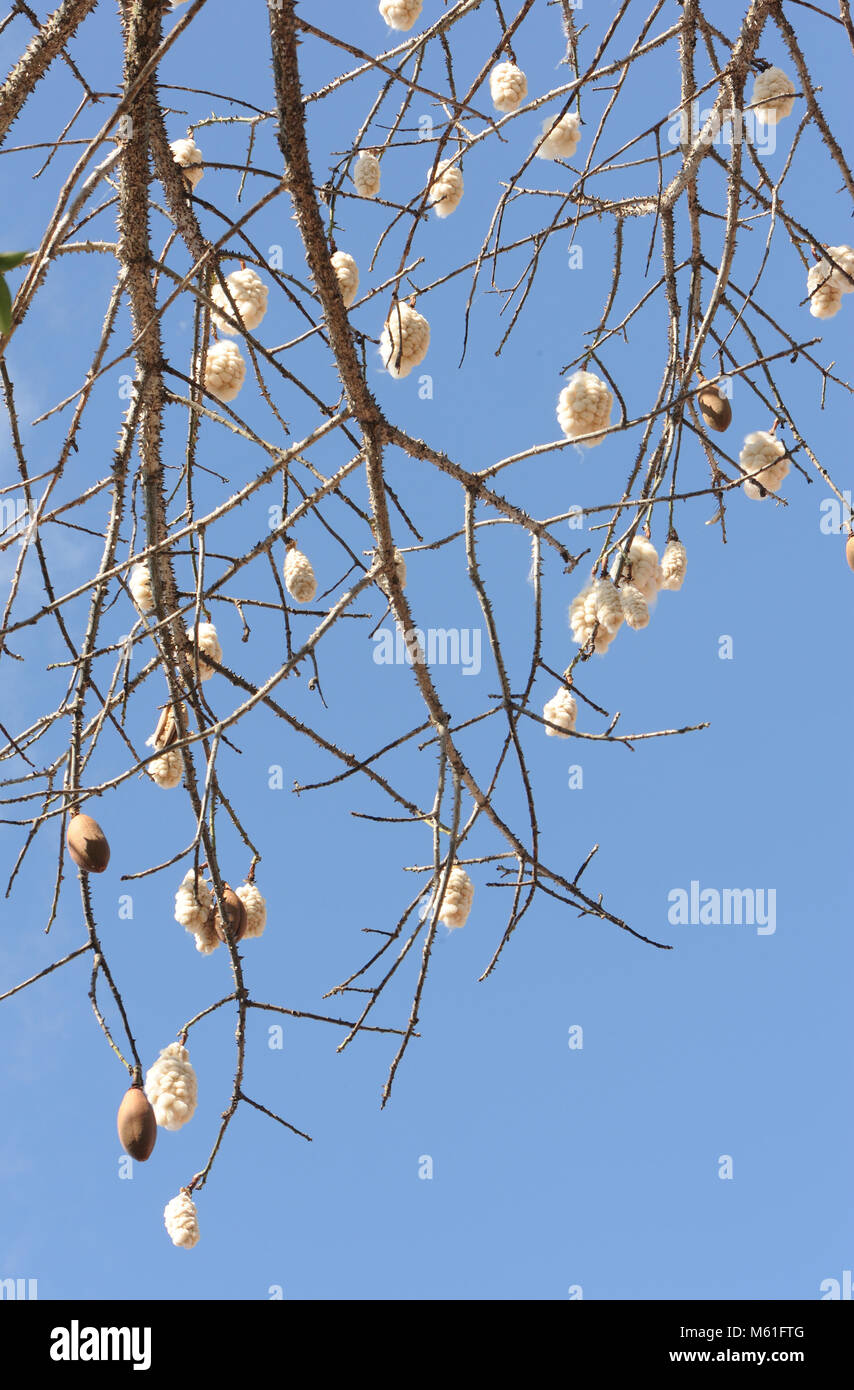 Kapok (Ceiba pentandra) seed pods and their fluffy contents on a small tree in the dry forest on San Cristobal.  Puerto Baquerizo Moreno, San Cristoba Stock Photo