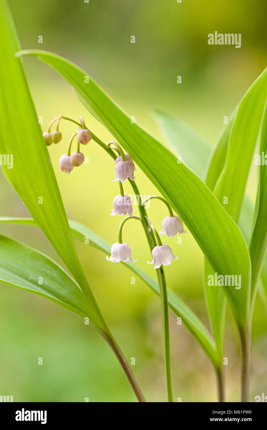 Close-up image of the spring flowering pink Lily of the valley flower also known as Convallaria majalis 'Rosea' Stock Photo