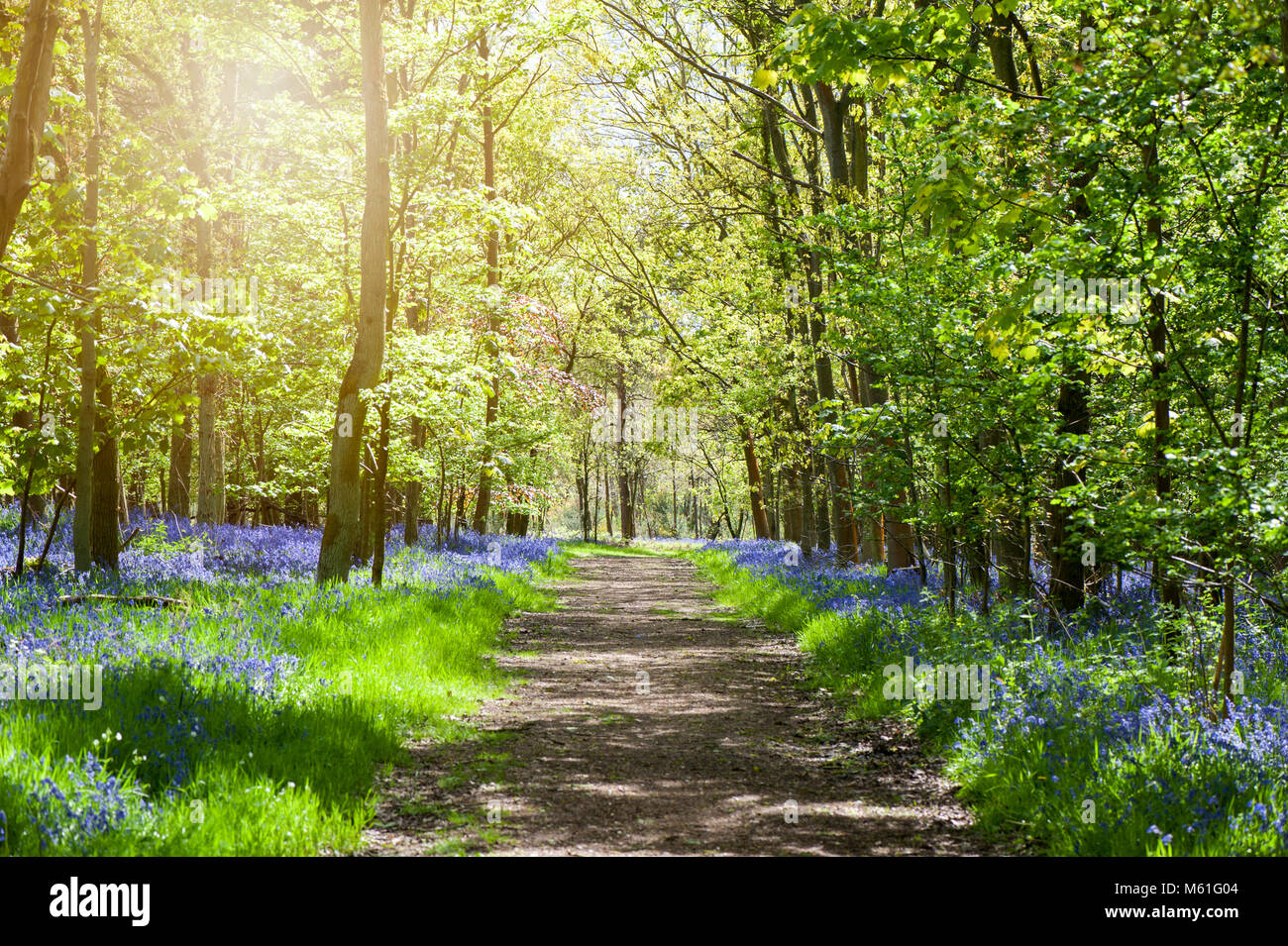 Beautiful Bluebell woods in the spring sunshine, English Bluebell